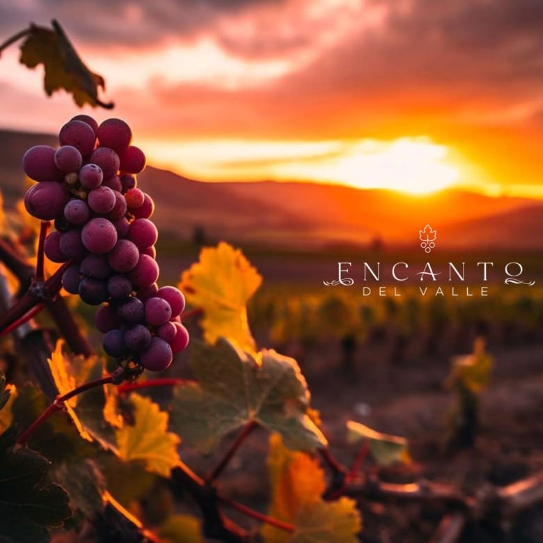 ¡Descubre Encanto del Valle: Tu Oasis en el Valle de Guadalupe!