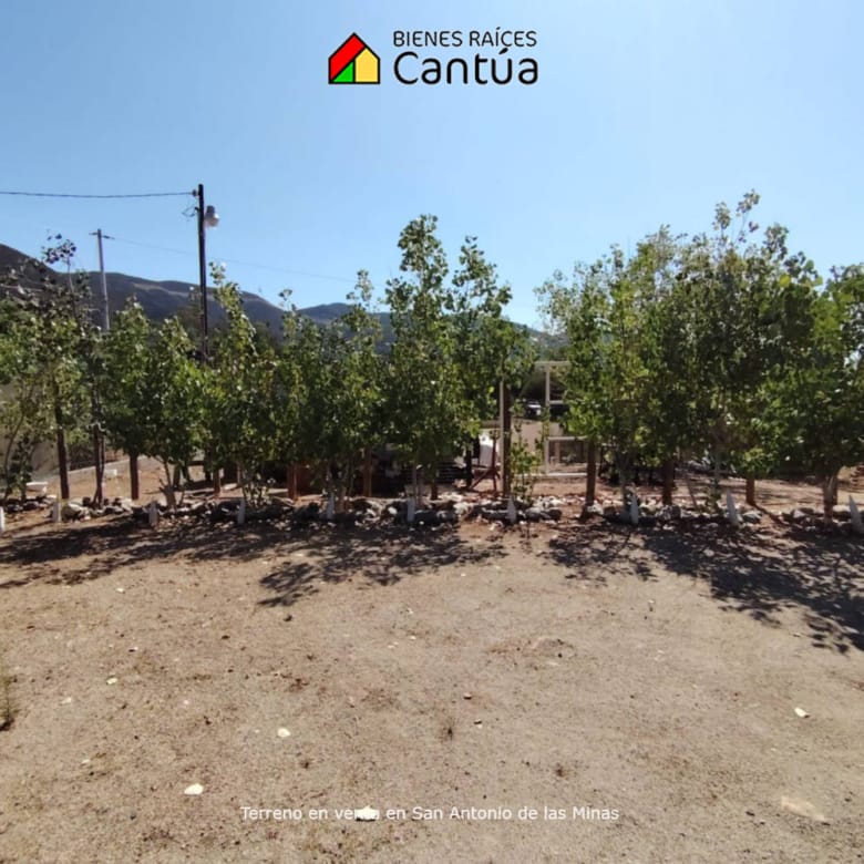 Terreno en venta | Viñedo con árboles frutales | San Antonio de las Minas