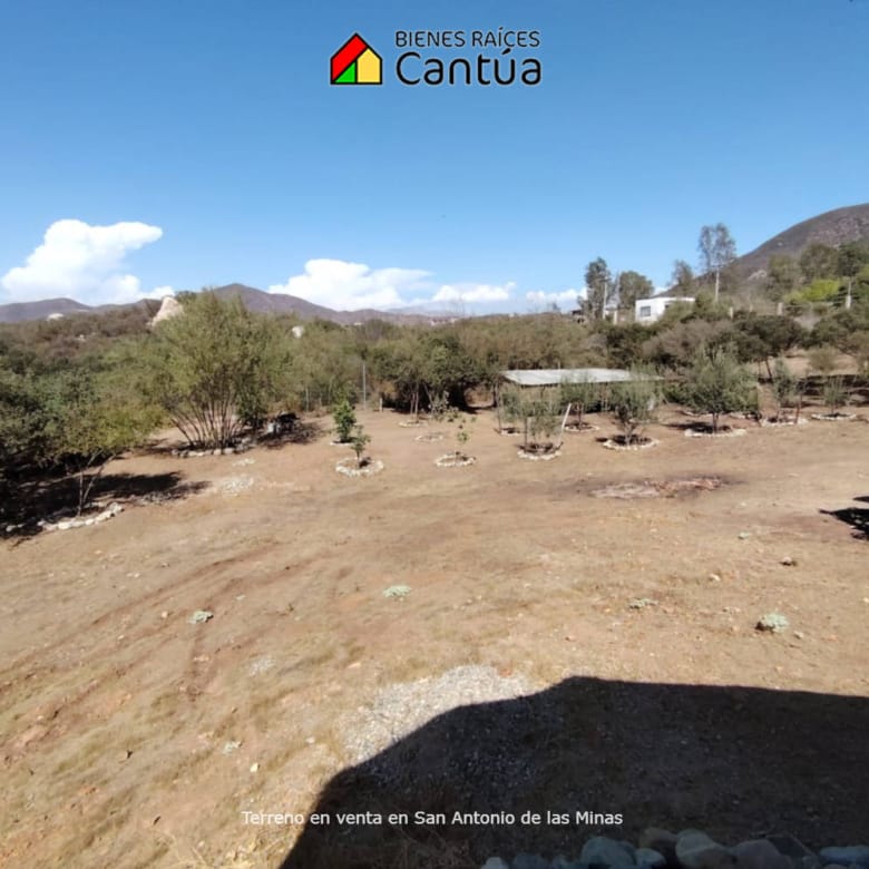 Terreno en venta | Viñedo con árboles frutales | San Antonio de las Minas
