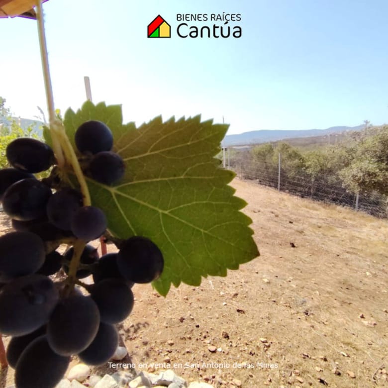 Terreno en venta | Viñedo con árboles frutales | San Antonio de las Minas