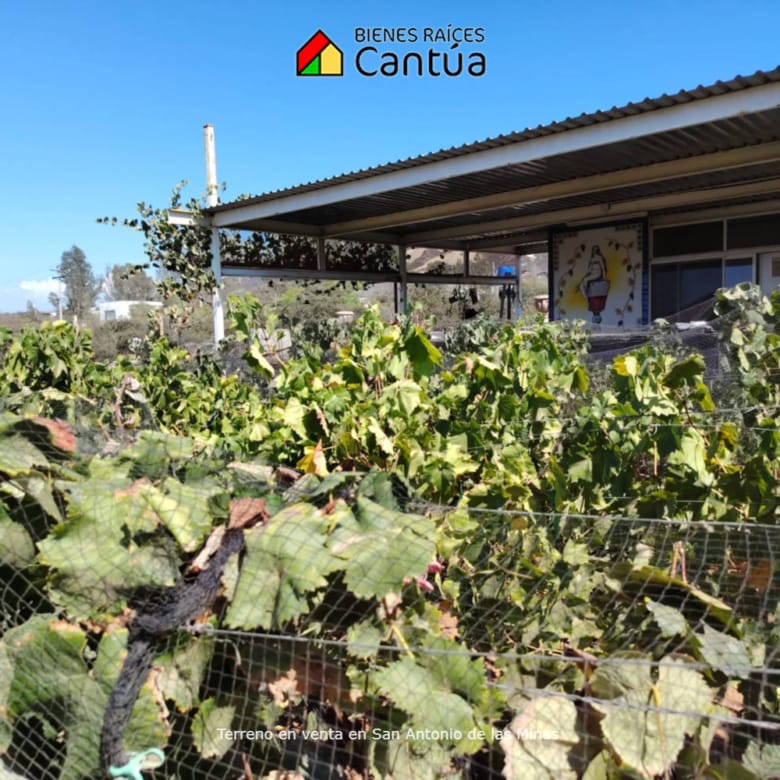 Terreno en venta | Viñedo con árboles frutales | San Antonio de las Minas