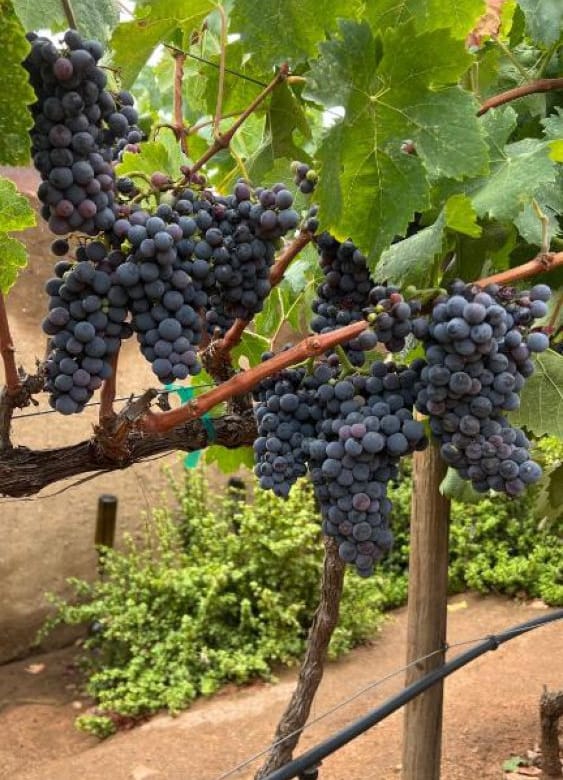 Hotel boutique en venta | 8 suites + viñedo | Valle de Guadalupe