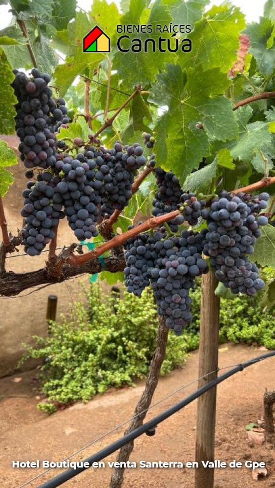Hotel boutique en venta | 8 suites + viñedo | Valle de Guadalupe