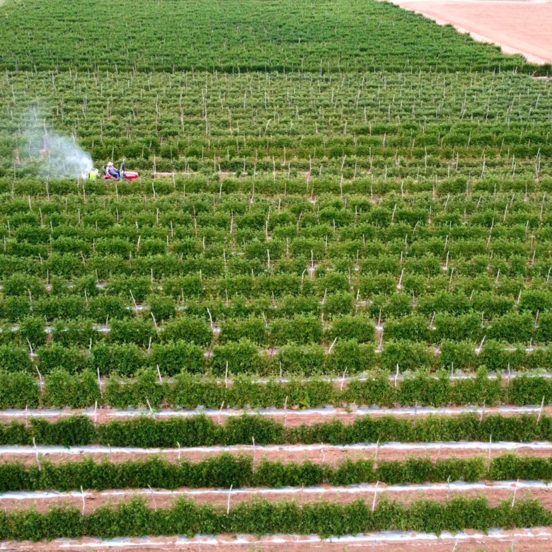 Bodegas, Aceite de Oliva y Quesos Artesanales: El Boom de los Pequeños Productores de Baja California que Están Atrayendo a Inversionistas con Estilo